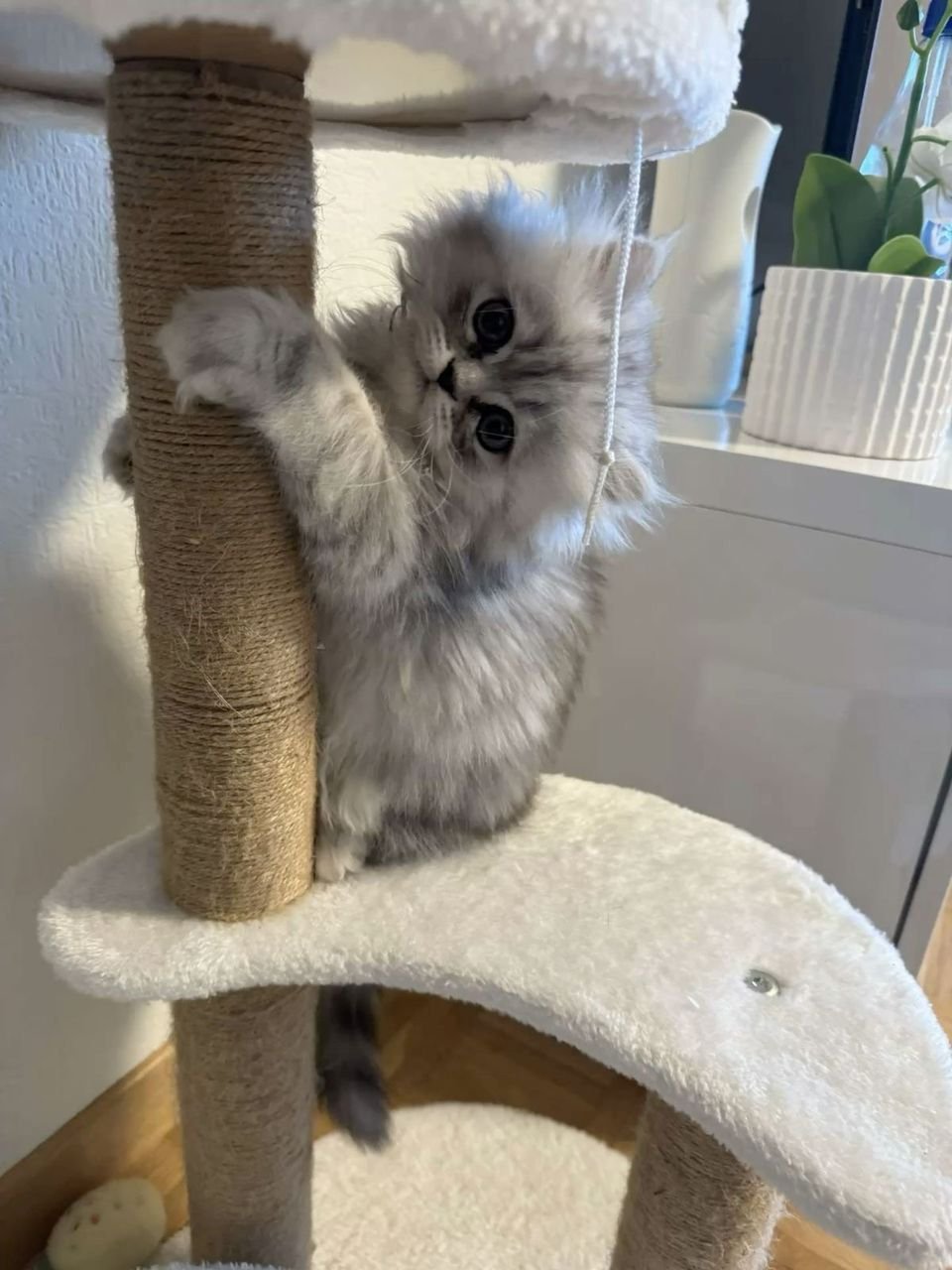 Healthy Persian kitten care in California