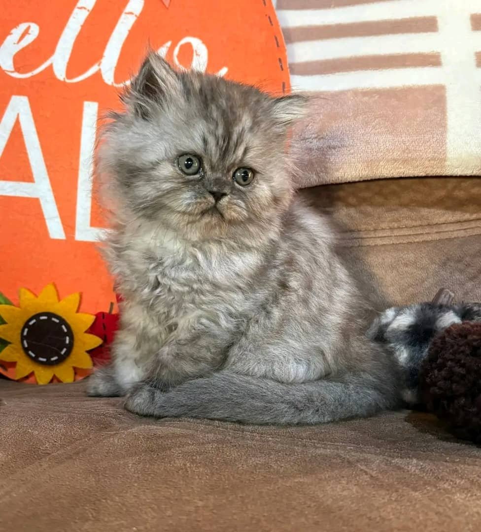 Persian kitten for sale in California