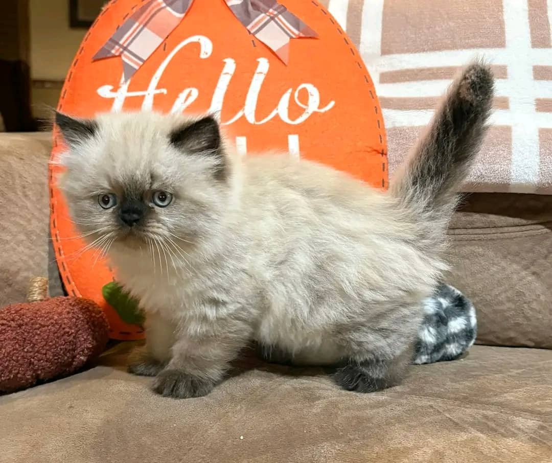 Chloe - Persian kitten for sale near me
