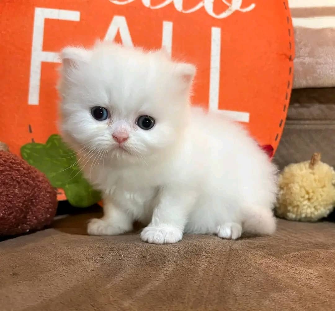 Charlie - Healthy Persian kitten California