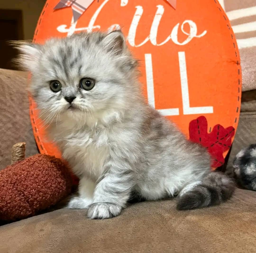 Milo - Persian kitten for sale California