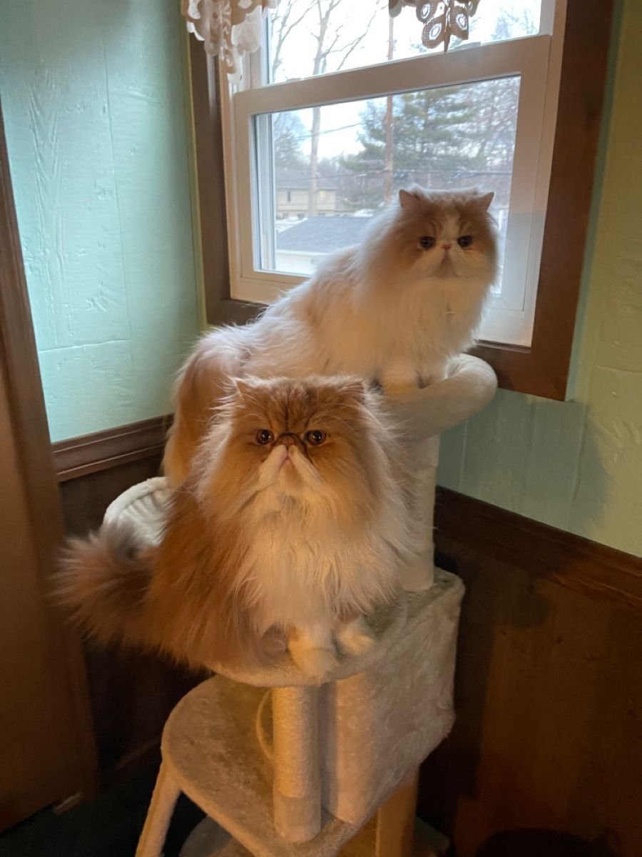 Persian cat for sale with family in California